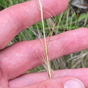 Austrostipa scabra subsp. scabra at Red Hill Nature Reserve - 29 Dec 2023 03:48 PM