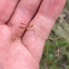 Austrostipa scabra subsp. scabra at Red Hill Nature Reserve - 29 Dec 2023