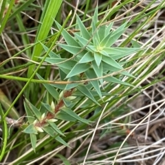 Melichrus urceolatus (Urn Heath) at Deakin, ACT - 29 Dec 2023 by Tapirlord