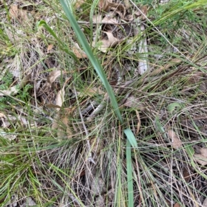 Dianella sp. aff. longifolia (Benambra) at Red Hill Nature Reserve - 29 Dec 2023