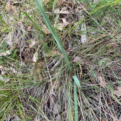 Dianella sp. aff. longifolia (Benambra) (Pale Flax Lily, Blue Flax Lily) at Deakin, ACT - 29 Dec 2023 by Tapirlord