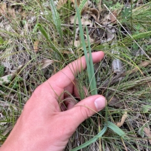 Dianella sp. aff. longifolia (Benambra) at Red Hill Nature Reserve - 29 Dec 2023 03:47 PM