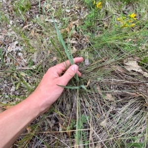 Dianella sp. aff. longifolia (Benambra) at Red Hill Nature Reserve - 29 Dec 2023 03:47 PM