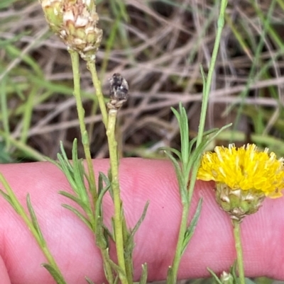 Rutidosis leptorhynchoides (Button Wrinklewort) at Red Hill Nature Reserve - 29 Dec 2023 by Tapirlord