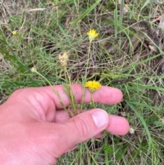 Rutidosis leptorhynchoides at Red Hill Nature Reserve - 29 Dec 2023