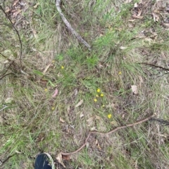 Rutidosis leptorhynchoides at Red Hill Nature Reserve - 29 Dec 2023