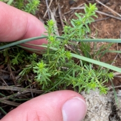 Asperula conferta (Common Woodruff) at Red Hill Nature Reserve - 29 Dec 2023 by Tapirlord