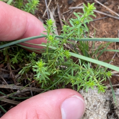 Asperula conferta (Common Woodruff) at Deakin, ACT - 29 Dec 2023 by Tapirlord