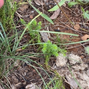 Asperula conferta at Red Hill Nature Reserve - 29 Dec 2023