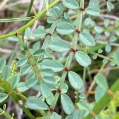 Indigofera adesmiifolia (Tick Indigo) at Deakin, ACT - 29 Dec 2023 by Tapirlord