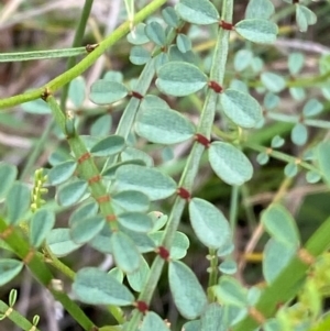 Indigofera adesmiifolia at Red Hill Nature Reserve - 29 Dec 2023
