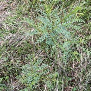 Indigofera adesmiifolia at Red Hill Nature Reserve - 29 Dec 2023