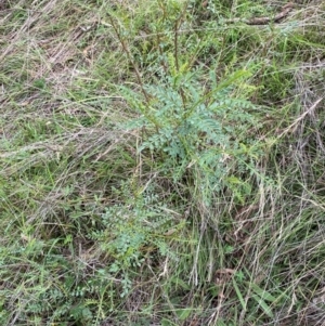 Indigofera adesmiifolia at Red Hill Nature Reserve - 29 Dec 2023