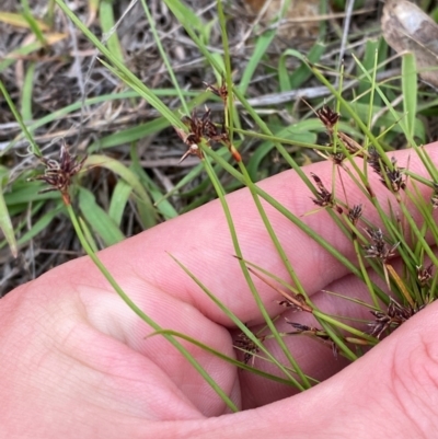 Schoenus apogon (Common Bog Sedge) at Red Hill Nature Reserve - 29 Dec 2023 by Tapirlord