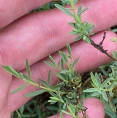 Pimelea linifolia subsp. caesia (Slender Rice Flower) at Deakin, ACT - 29 Dec 2023 by Tapirlord