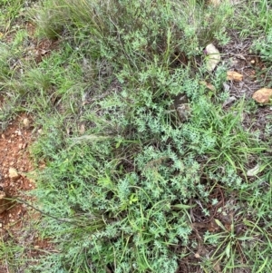 Pimelea linifolia subsp. caesia at GG205 - 29 Dec 2023