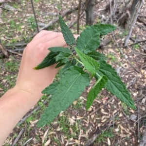 Gynatrix pulchella at Red Hill Nature Reserve - 29 Dec 2023