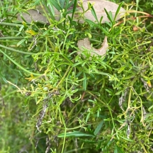 Clematis leptophylla at Red Hill Nature Reserve - 29 Dec 2023