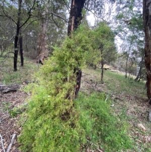 Clematis leptophylla at Red Hill Nature Reserve - 29 Dec 2023