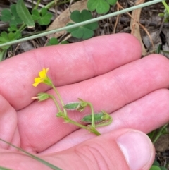 Oxalis thompsoniae at Red Hill Nature Reserve - 29 Dec 2023