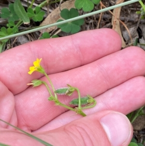 Oxalis thompsoniae at Red Hill Nature Reserve - 29 Dec 2023 03:25 PM