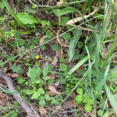 Oxalis thompsoniae at Red Hill Nature Reserve - 29 Dec 2023 03:25 PM