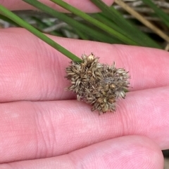 Juncus filicaulis (Thread Rush) at Deakin, ACT - 29 Dec 2023 by Tapirlord