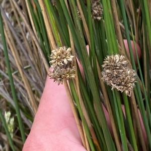 Juncus filicaulis at Red Hill Nature Reserve - 29 Dec 2023 03:24 PM