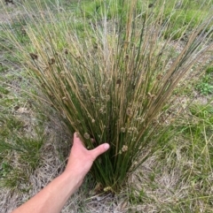 Juncus filicaulis at Red Hill Nature Reserve - 29 Dec 2023 03:24 PM