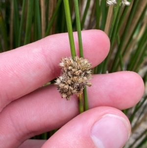 Juncus filicaulis at Red Hill Nature Reserve - 29 Dec 2023 03:24 PM