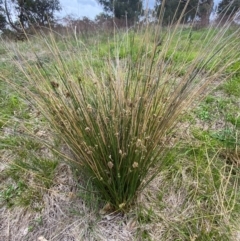 Juncus filicaulis at Red Hill Nature Reserve - 29 Dec 2023 03:24 PM