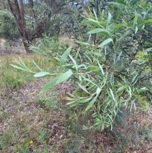 Acacia rubida at Red Hill Nature Reserve - 29 Dec 2023 03:21 PM