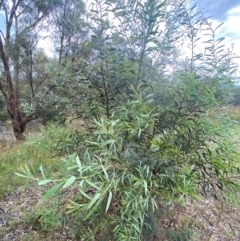 Acacia rubida at Red Hill Nature Reserve - 29 Dec 2023