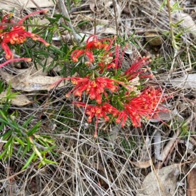 Grevillea juniperina subsp. fortis (Grevillea) at Deakin, ACT - 29 Dec 2023 by Tapirlord