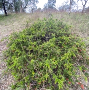 Grevillea juniperina subsp. fortis at Red Hill Nature Reserve - 29 Dec 2023 03:21 PM