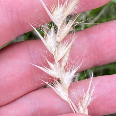 Rytidosperma caespitosum (Ringed Wallaby Grass) at Red Hill Nature Reserve - 29 Dec 2023 by Tapirlord