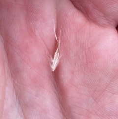 Rytidosperma caespitosum at Red Hill Nature Reserve - 29 Dec 2023