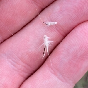 Rytidosperma caespitosum at Red Hill Nature Reserve - 29 Dec 2023