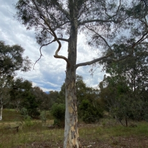 Eucalyptus mannifera subsp. mannifera at Red Hill Nature Reserve - 29 Dec 2023