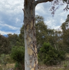 Eucalyptus mannifera subsp. mannifera at Red Hill Nature Reserve - 29 Dec 2023