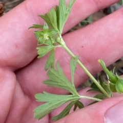 Geranium sp. Pleated sepals (D.E.Albrecht 4707) Vic. Herbarium (Naked Crane's-bill) at Red Hill Nature Reserve - 29 Dec 2023 by Tapirlord