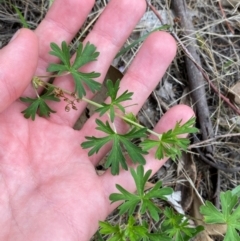 Geranium sp. Pleated sepals (D.E.Albrecht 4707) Vic. Herbarium at Red Hill Nature Reserve - 29 Dec 2023