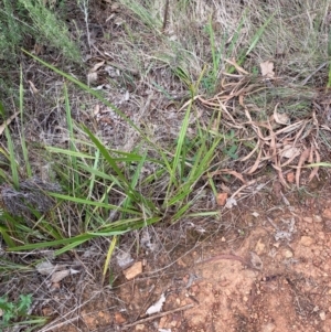 Dianella revoluta var. revoluta at Red Hill Nature Reserve - 29 Dec 2023 03:59 PM