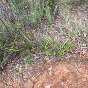 Dianella revoluta var. revoluta at Red Hill Nature Reserve - 29 Dec 2023 03:59 PM