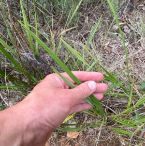 Dianella revoluta var. revoluta at Red Hill Nature Reserve - 29 Dec 2023