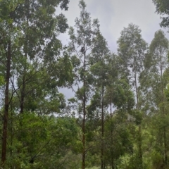 Phascolarctos cinereus (Koala) at Hydes Creek, NSW - 8 Feb 2024 by NJ