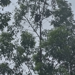 Phascolarctos cinereus at Hydes Creek, NSW - 8 Feb 2024