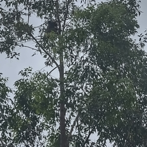 Phascolarctos cinereus at Hydes Creek, NSW - 8 Feb 2024 04:35 PM