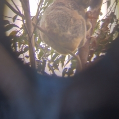 Phascolarctos cinereus at Hydes Creek, NSW - 8 Feb 2024