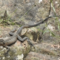 Intellagama lesueurii (Australian Water Dragon) at Wingecarribee Local Government Area - 8 Feb 2024 by GlossyGal